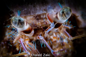 Hermit Crab  East of Doha - Qatar  by Khaled Zaki Super M... by Khaled Zaki 